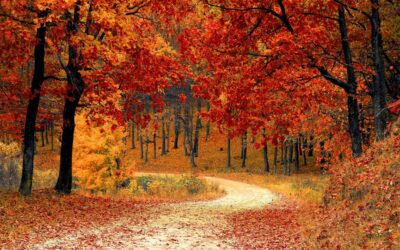 Enjoying Minnesota’s Fall the Right Way: A Quick Guide from Wellness 1st Chiropractic